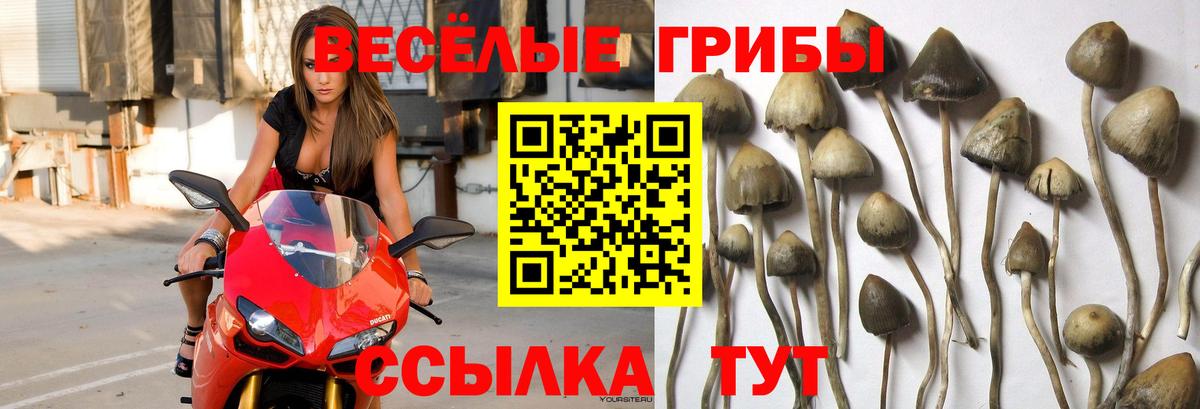Псилоцибиновые грибы Psilocybe Саки